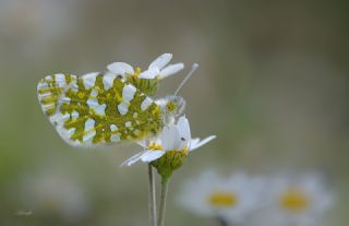 Da Oykls (Euchloe ausonia)