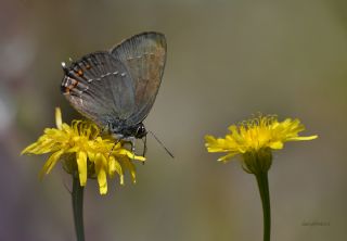 B�y�k Sevbeni&nbsp;(Satyrium&nbsp;ilicis)