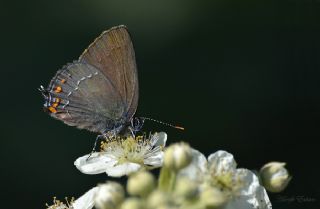 Byk Sevbeni (Satyrium ilicis)