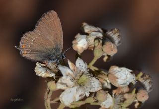 Byk Sevbeni (Satyrium ilicis)