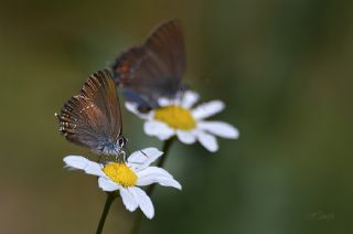 Byk Sevbeni (Satyrium ilicis)