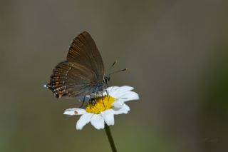 Byk Sevbeni (Satyrium ilicis)