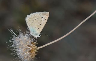 okgzl Dafnis (Polyommatus daphnis)