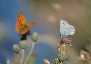 okgzl Dafnis (Polyommatus daphnis)