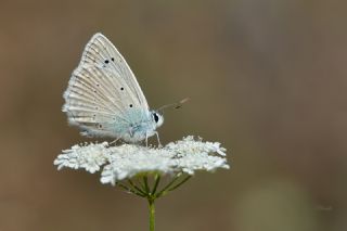 �okg�zl� Dafnis&nbsp;(Polyommatus&nbsp;daphnis)