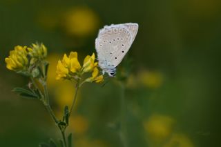 okgzl Dafnis (Polyommatus daphnis)