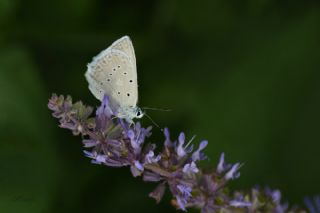 okgzl Dafnis (Polyommatus daphnis)