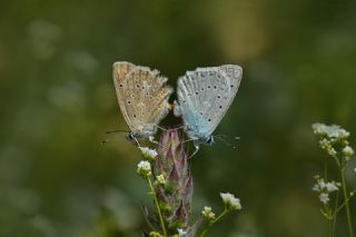 okgzl Dafnis (Polyommatus daphnis)