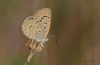 Karsandra (Zizeeria karsandra)