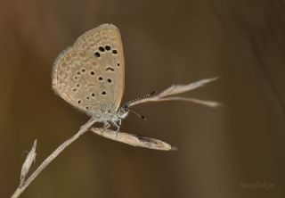 Karsandra (Zizeeria karsandra)