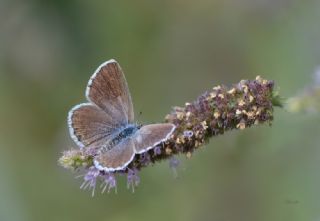 Himalaya Mavisi (Pseudophilotes vicrama)