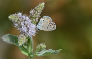 Himalaya Mavisi (Pseudophilotes vicrama)