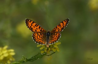 Gzel parhan (Melitaea trivia)