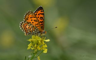 Gzel parhan (Melitaea trivia)