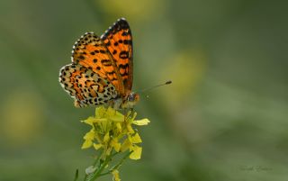 Gzel parhan (Melitaea syriaca)