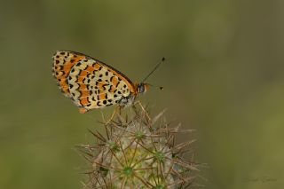 Gzel parhan (Melitaea syriaca)