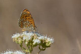 Gzel parhan (Melitaea syriaca)