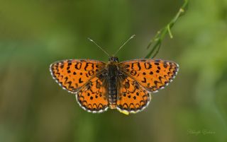 Gzel parhan (Melitaea trivia)