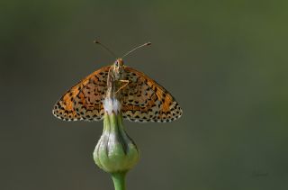 Gzel parhan (Melitaea syriaca)