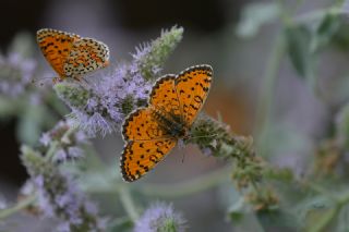 Gzel parhan (Melitaea syriaca)