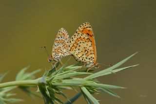 Gzel parhan (Melitaea trivia)