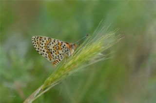 G�zel �parhan&nbsp;(Melitaea&nbsp;trivia)