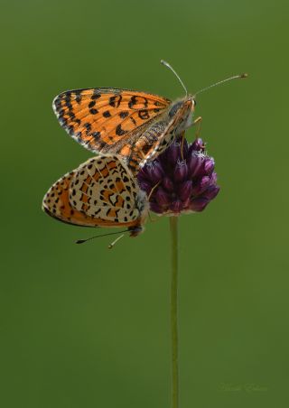 Gzel parhan (Melitaea trivia)