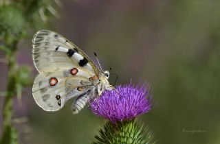 Apollo (Parnassius apollo)