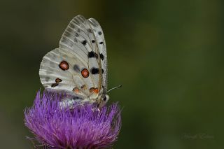 Apollo (Parnassius apollo)