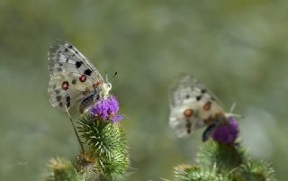 Apollo (Parnassius apollo)