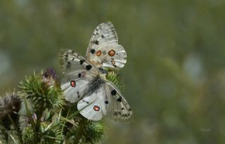 Apollo (Parnassius apollo)