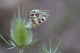 Apollo (Parnassius apollo)