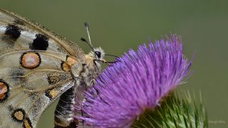 Apollo (Parnassius apollo)