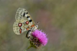 Apollo&nbsp;(Parnassius&nbsp;apollo)