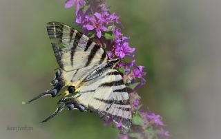 Erik Krlangkuyruk (Iphiclides podalirius)