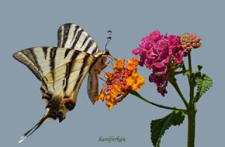 Erik Krlangkuyruk (Iphiclides podalirius)