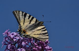Erik K�rlang��kuyruk&nbsp;(Iphiclides&nbsp;podalirius)