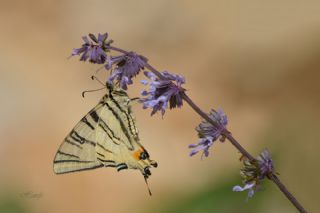 Erik Krlangkuyruk (Iphiclides podalirius)