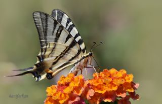 Erik Krlangkuyruk (Iphiclides podalirius)