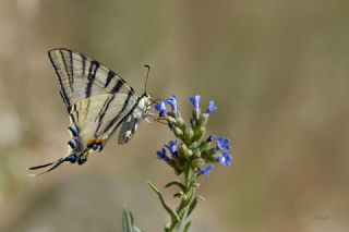 Erik Krlangkuyruk (Iphiclides podalirius)