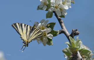 Erik Krlangkuyruk (Iphiclides podalirius)