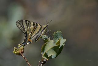 Erik Krlangkuyruk (Iphiclides podalirius)