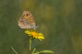 K���k Esmerboncuk&nbsp;(Lasiommata&nbsp;megera)