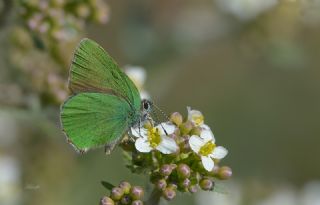 Zmrt (Callophrys rubi)