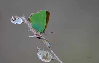 Z�mr�t&nbsp;(Callophrys&nbsp;rubi)