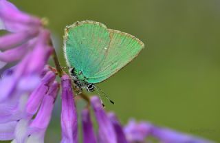 Zmrt (Callophrys rubi)