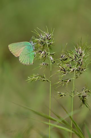 Zmrt (Callophrys rubi)