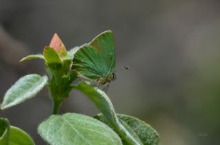 Zümrüt (Callophrys rubi)