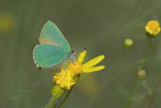 Zmrt (Callophrys rubi)