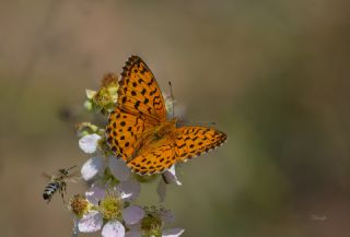 Brtlen Brentisi (Brenthis daphne)